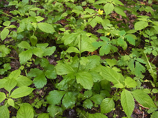 Geum urbanum