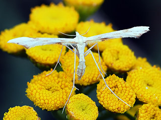 Gillmeria ochrodactyla
