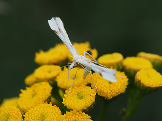 Gillmeria ochrodactyla