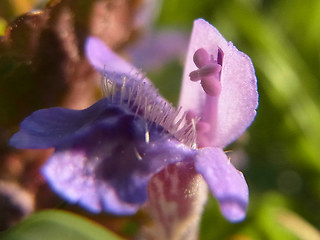 Glechoma hederacea