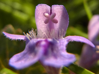 Glechoma hederacea