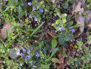 Glechoma hederacea