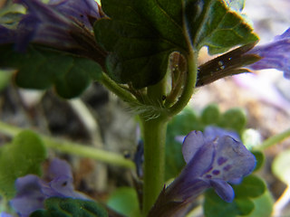 Glechoma hederacea