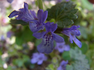 Glechoma hederacea