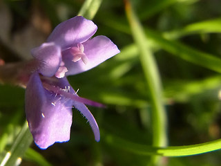 Glechoma hederacea