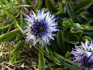 Globularia cordifolia