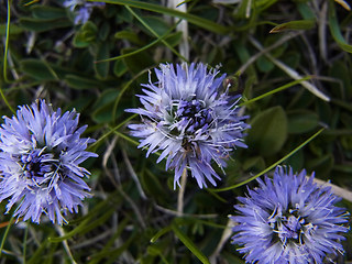 Globularia cordifolia