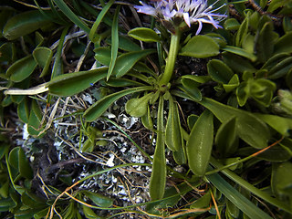 Globularia cordifolia