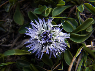 Globularia cordifolia