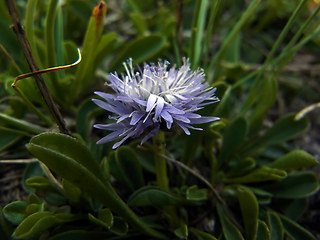 Globularia cordifolia