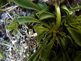 Globularia cordifolia