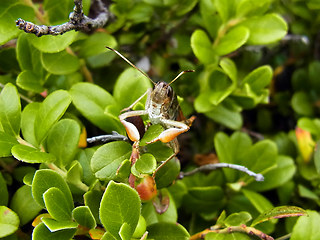 Gomphocerus sibiricus