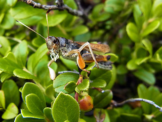 Gomphocerus sibiricus