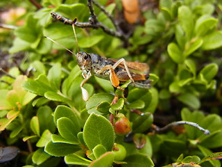 Gomphocerus sibiricus