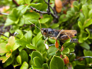 Gomphocerus sibiricus