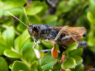 Gomphocerus sibiricus