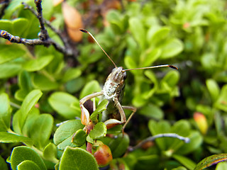 Gomphocerus sibiricus