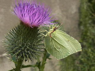 Gonepteryx rhamni