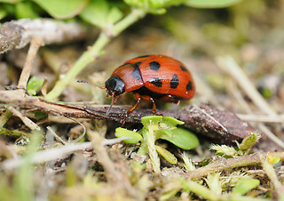 Gonioctena decemnotata