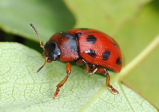 Gonioctena decemnotata