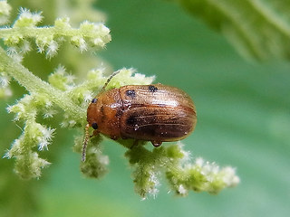 Gonioctena quinquepunctata