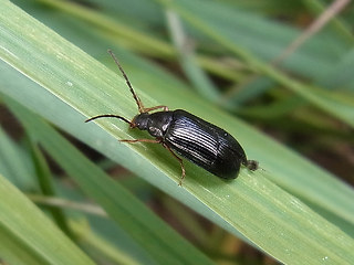 Gonodera luperus