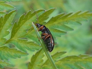 Gonodera luperus