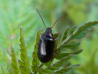 Gonodera luperus