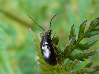 Gonodera luperus