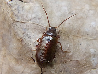 Gonodera luperus