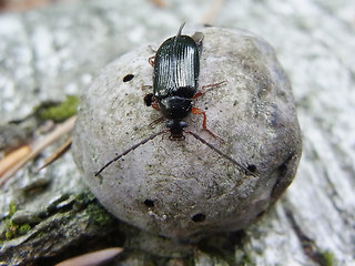 Gonodera luperus