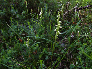 Goodyera repens