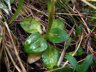 Goodyera repens