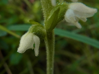 Goodyera repens