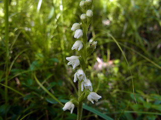 Goodyera repens