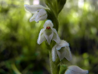 Goodyera repens