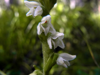 Goodyera repens