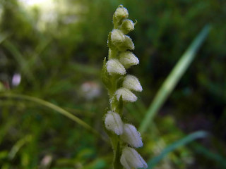 Goodyera repens