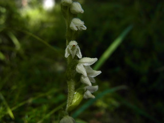 Goodyera repens