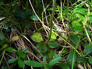 Goodyera repens