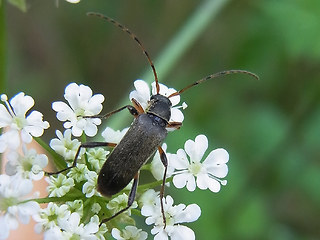 Grammoptera ruficornis