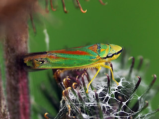 Graphocephala fennahi