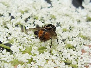 Graphomya maculata