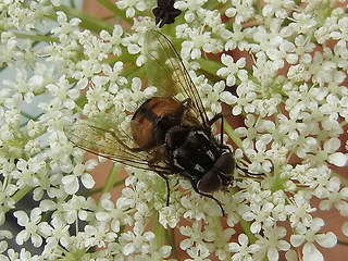 Graphomya maculata