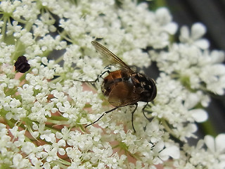 Graphomya maculata