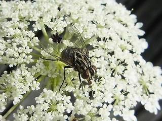 Graphomya maculata