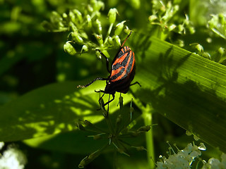 Graphosoma italicum