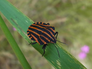 Graphosoma italicum