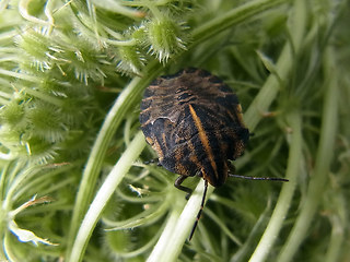 Graphosoma italicum