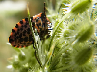 Graphosoma italicum